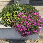 Апартаменты West Риека